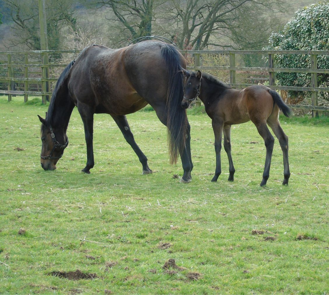 2025 filly by Pinatubo